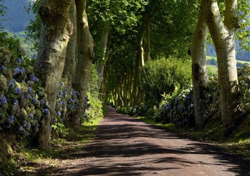 Fotomural Decorativo FTS 1303